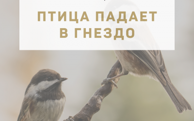 Активация «Птица падает в гнездо» 13 августа 2021 года