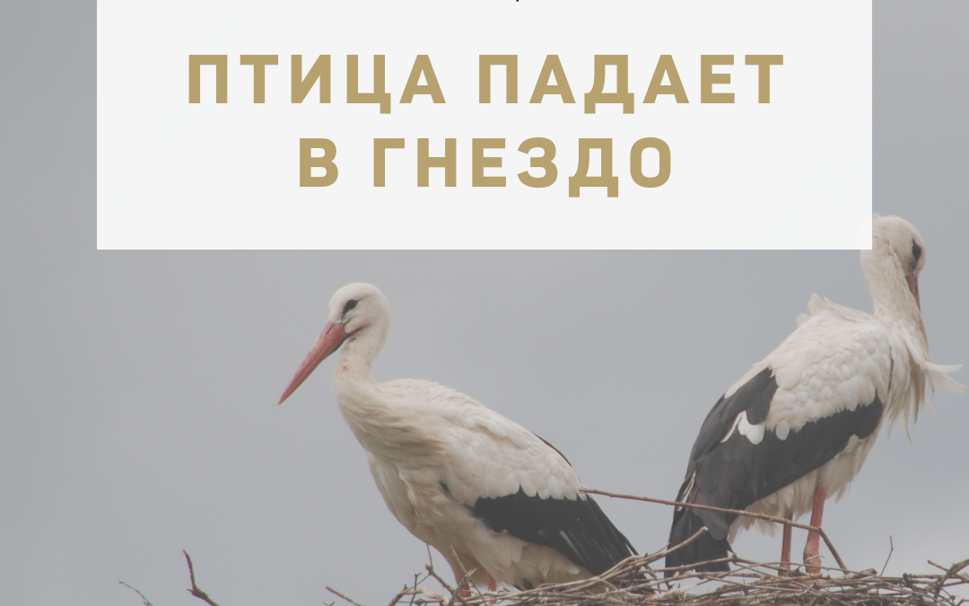 Активация «Птица падает в гнездо» 15 июля 2021 года