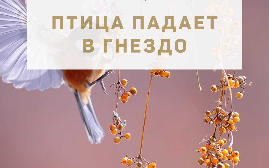 Активация «Птица падает в гнездо» 29 июня 2022 года