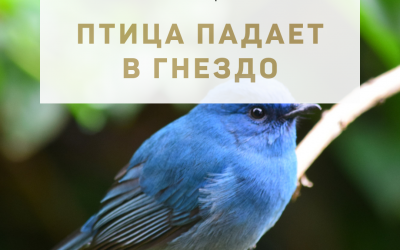 Активация «Птица падает в гнездо» 28 июля 2022 года