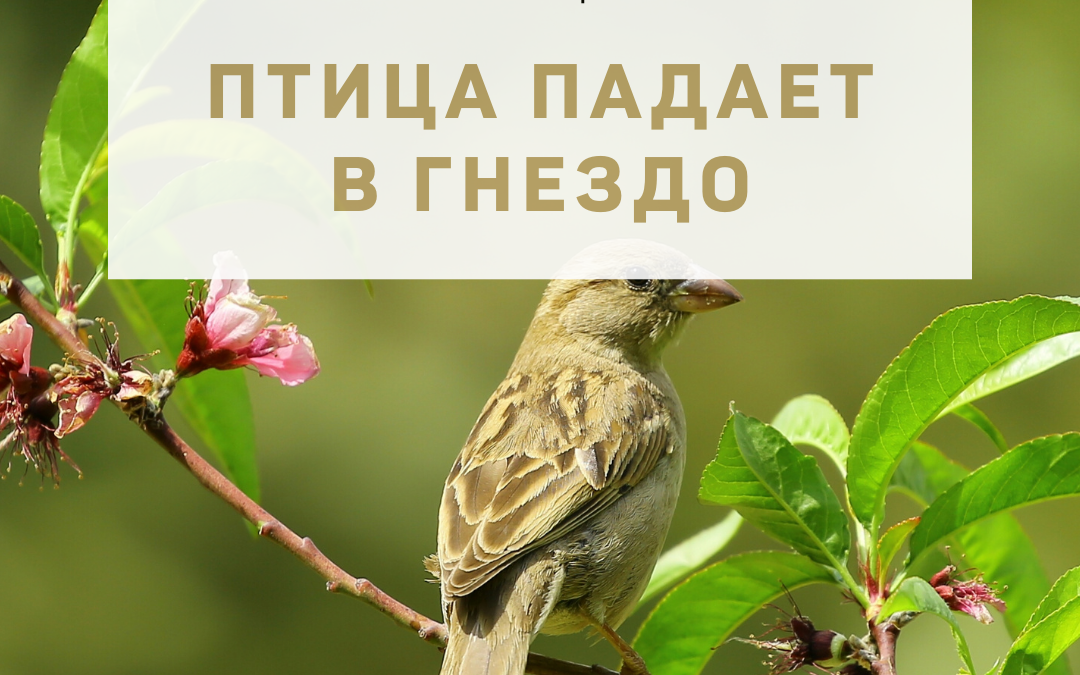 Активация «Птица падает в гнездо» 20 августа 2022 года