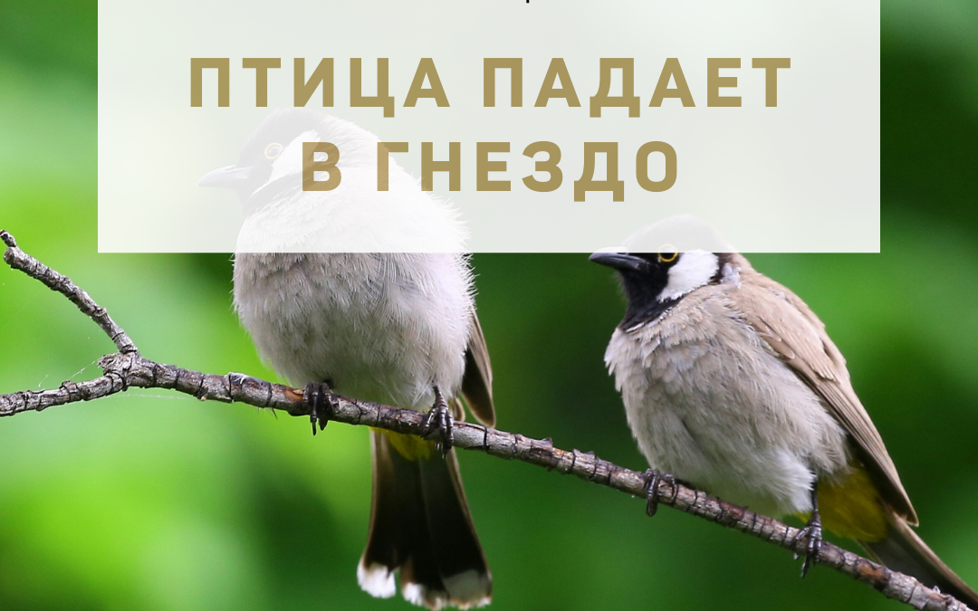 Активация «Птица падает в гнездо» 09 июня 2022 года
