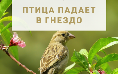 Активация «Птица падает в гнездо» 02 мая 2022 года