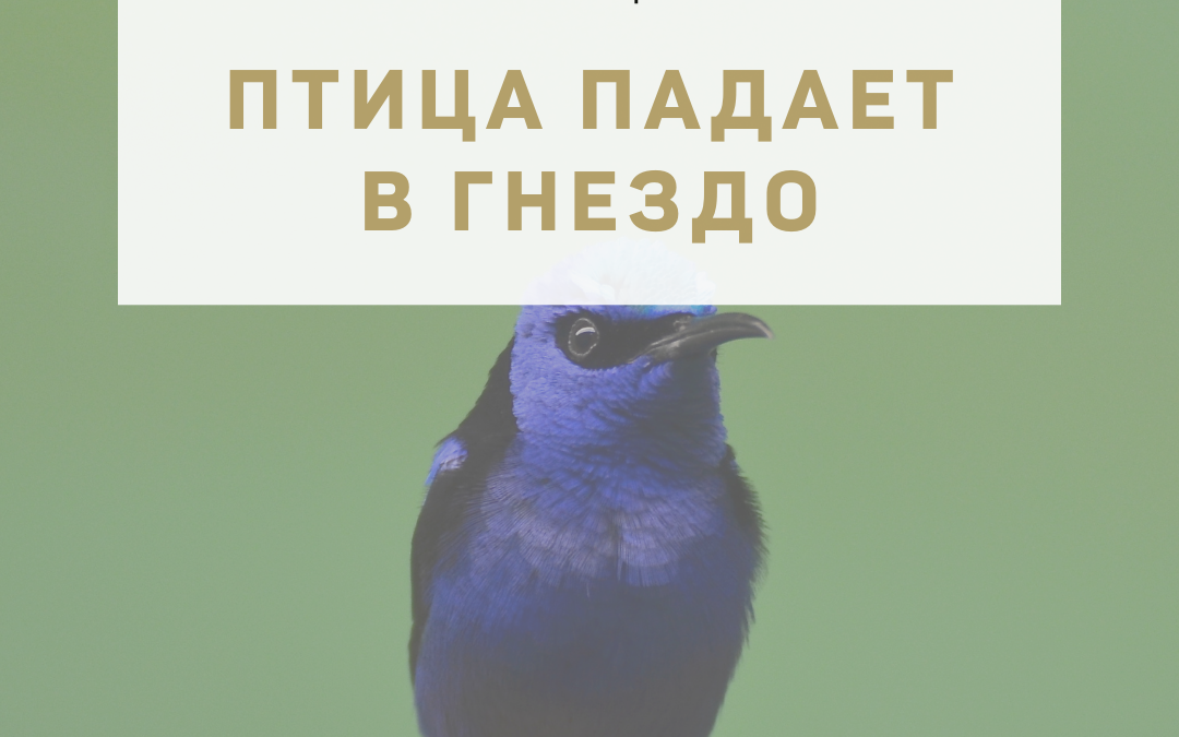 Активация «Птица падает в гнездо» 21 февраля 2022 года