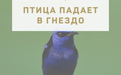 Активация «Птица падает в гнездо» 21 февраля 2022 года