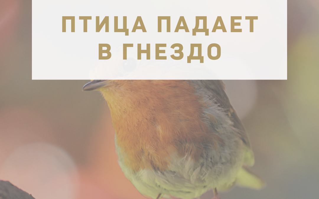 Активация «Птица падает в гнездо» 20 января 2022 года