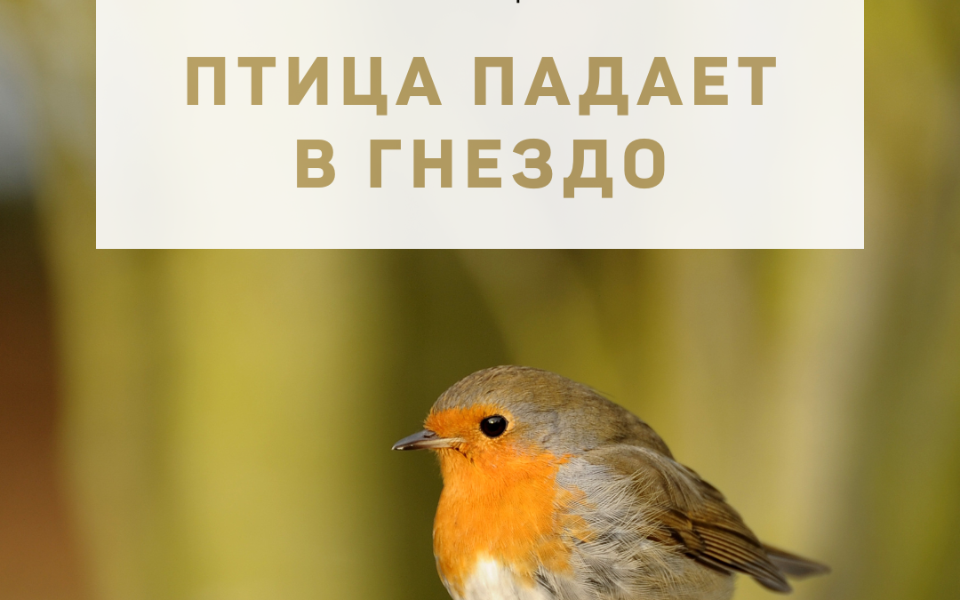 Активация «Птица падает в гнездо» 16 ноября 2022 года