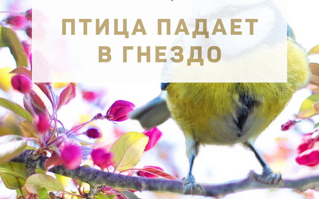 Активация «Птица падает в гнездо» 13 октября 2022 года