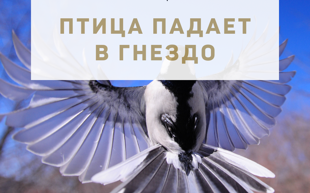 Активация «Птица падает в гнездо» 28 октября 2022 года