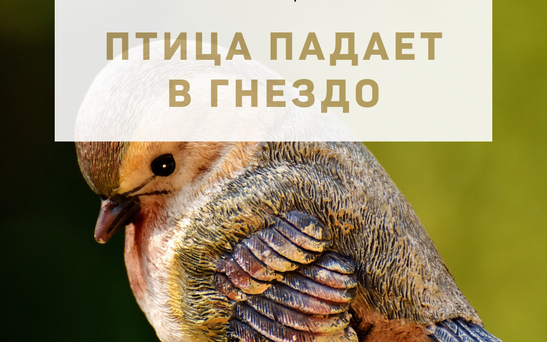 Активация «Птица падает в гнездо» 11 апреля 2022 года