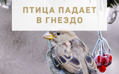 Активация «Птица падает в гнездо» 15 декабря 2022 года