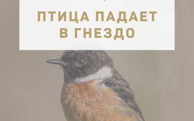 Активация «Птица падает в гнездо» 05 декабря 2021 года